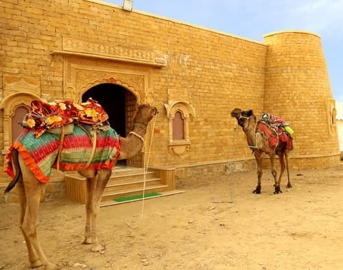 Desert Camel Ride